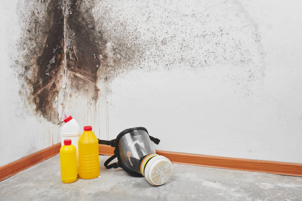 Best Kitchen Mold Remediation in Columbus Af, MS