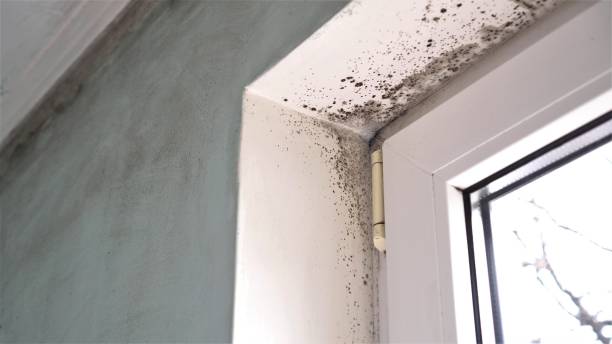 Best HVAC Mold Remediation in Columbus Af, MS