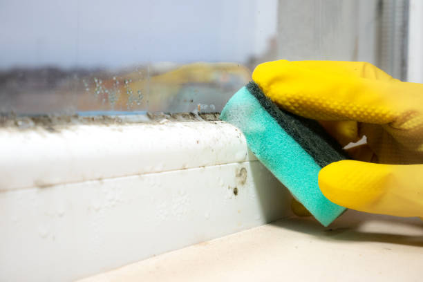 Best Localized Mold Remediation (e.g., coastal areas, humid climates) in Columbus Af, MS