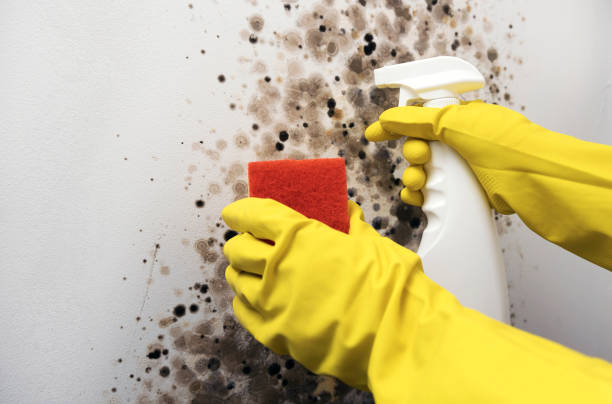 Best Attic Mold Remediation in Columbus Af, MS
