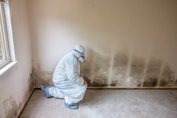 Best HVAC Mold Remediation in Columbus Af, MS