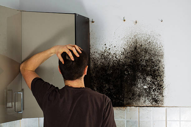  Columbus Af, MS Mold Removal Pros