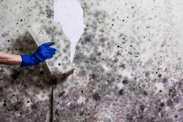 Best Industrial Mold Remediation in Columbus Af, MS
