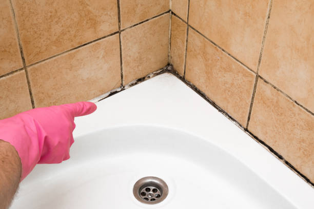 Best Emergency Mold Remediation in Columbus Af, MS